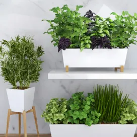 Spicy herbs for the kitchen in ceramic pots